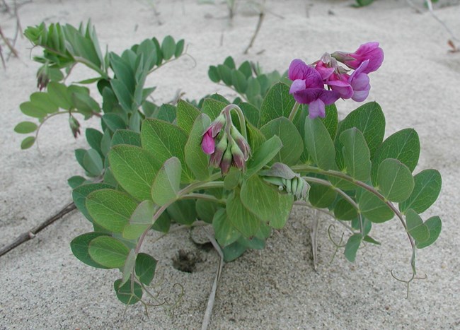 A purple flower grows on a green plant with small ovate leaves. the plant is growing in the sand.