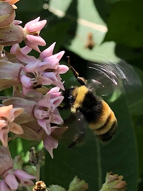 Bees are important pollinators, and many native plants, like this milkweed, provide important food sources for the bees. A bumble bee is hovering next to the flowers of a milkweed plant.