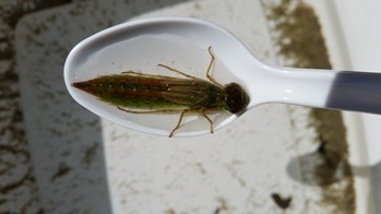 A large green dragonfly nymph is held in a white plastic spoon.