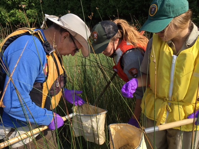 Three citizen scientists attempt to capture dragonfly nymphs with nets along the edge of a lake.