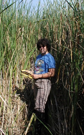 Scientist is surrounded by invasive cattails.