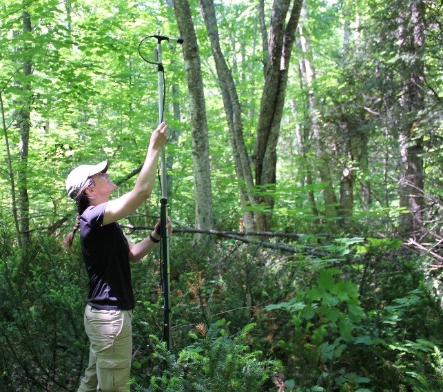 A woman places a microphone on a long pole in the appropriate position in the forest.