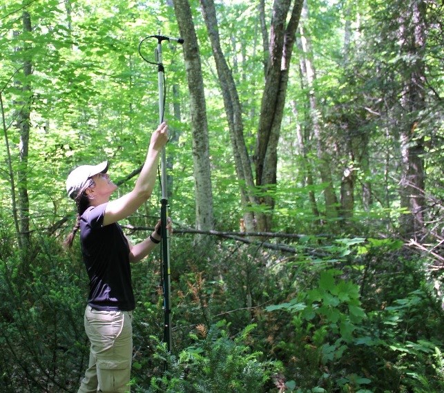 Microphones are strategically placed to capture the echolocation calls of bats. A woman places a microphone on a long pole in the appropriate position in the forest.