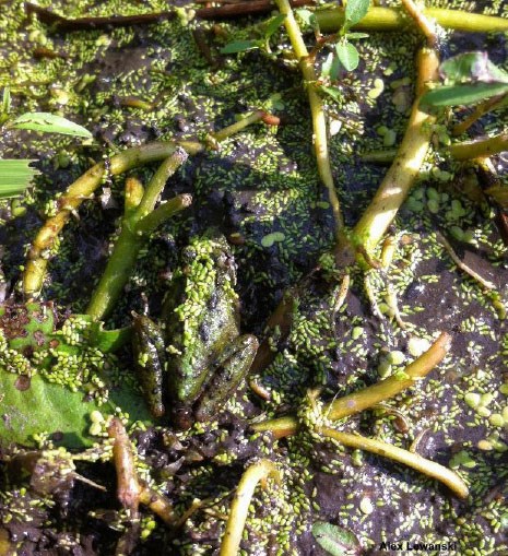 a cricket frog sits among vegetation.