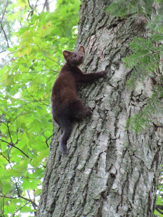 An American marten clings to the bark halfway up the side of a tree.
