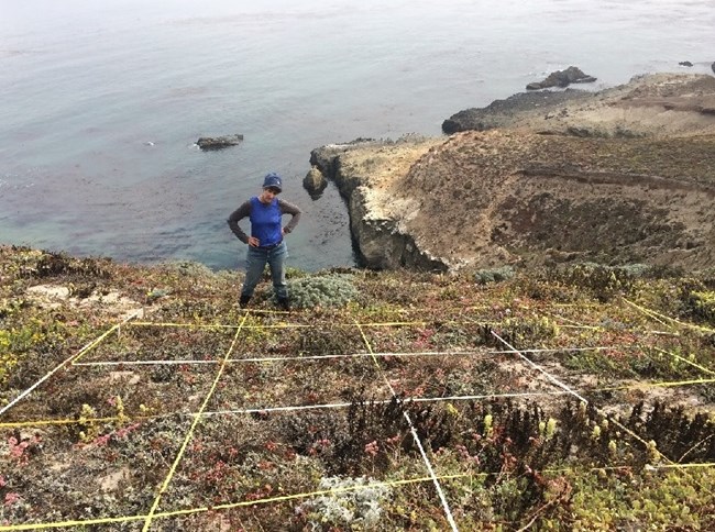 A woman stands downhill from a grid lying over land with many types of low growing vegetation. The ocean is visible behind her.
