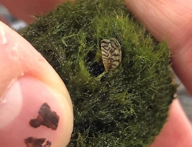 A person’s fingers, viewed close up, hold a ball of green algae.  A tiny black and white striped mussel shell can be seen on its surface.