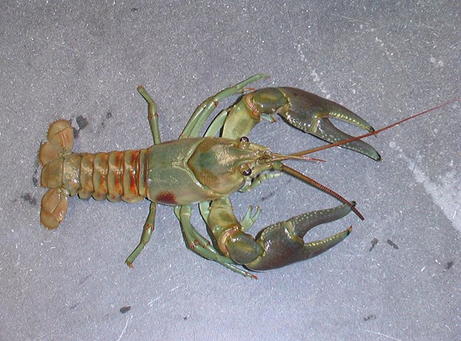 A green crayfish with rust colored patches sits on a flat surface.