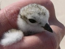 piping plover chick