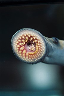 A close-up of a sea lamprey showing its hooklike teeth