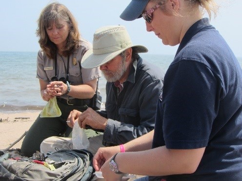 Three people kneel on the beach as they work to band a small bird.