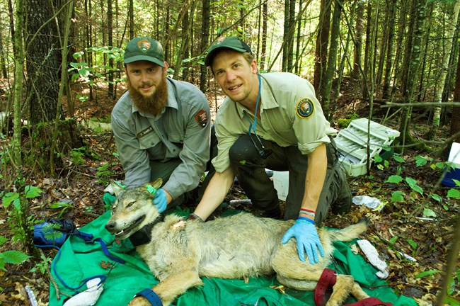 Two researchers fit a sedated wolf with a GPS collar.