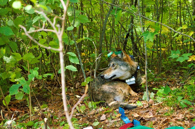A wolf sits calmly in the woods as it comes out of sedation after being fitted with GPS collar. This wolf is slowly coming out of a sedated state, after having been fitted with a GPS collar.