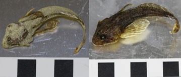 A desiccated slimy sculpin on the left, is compared to the same specimen, rehydrated, on the right. A desiccated slimy sculpin on the left, is compared to the same specimen, rehydrated, on the right.