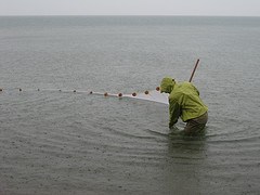 lt= Researcher seining for fish in Lake Michigan