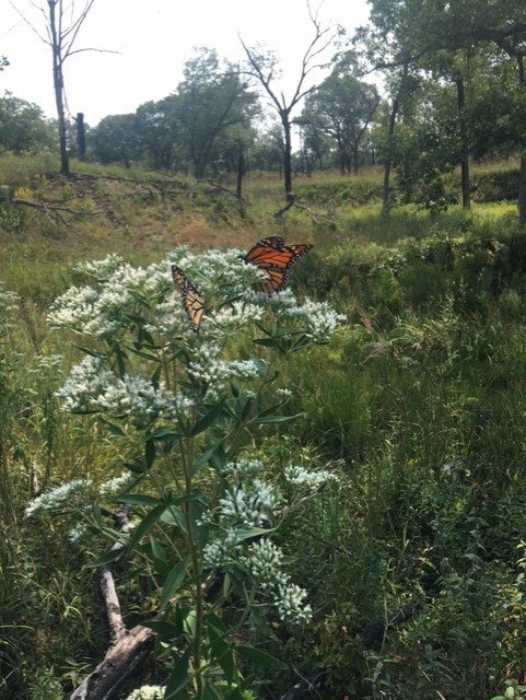 Two monarch butterflies in an open area rest on a tall plant with clusters of tiny white wildflowers. Tall trees are in the background.