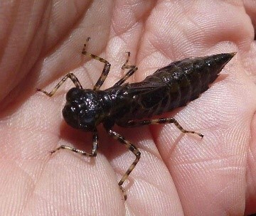 Close up of a dragonfly larva.
