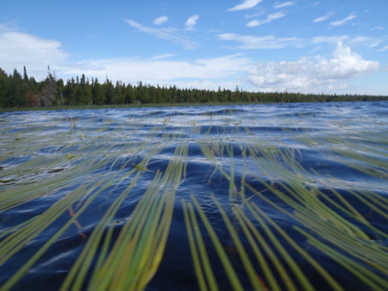 Floating leaf bur-reed at Isle Royale A view across the lake water with long narrow leaves floating parallel to each other on the water.