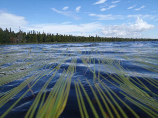 A view across the lake water with long narrow leaves floating parallel to each other on the water.