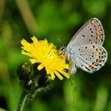 lt= Karner blue butterfly sips nectar from a yellow wildflower.