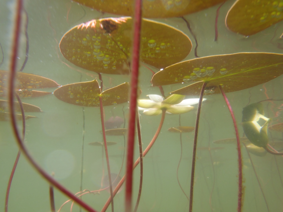 A view looking up through the water at water lily stems, leaves, and a single white flower.