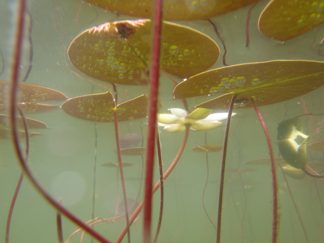 Water Lilies A view looking up through the water at water lily stems, leaves, and a single white flower.