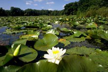 A white water lily sticks up amidst green lily pads along the Mississippi River.