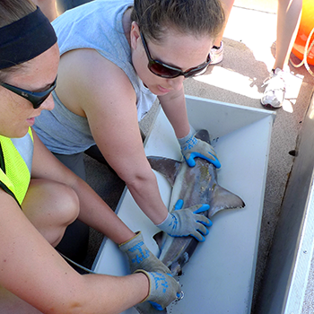 Two students measure a fish.