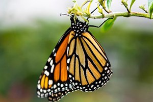 Orange and black butterfly hangs off of a branch.