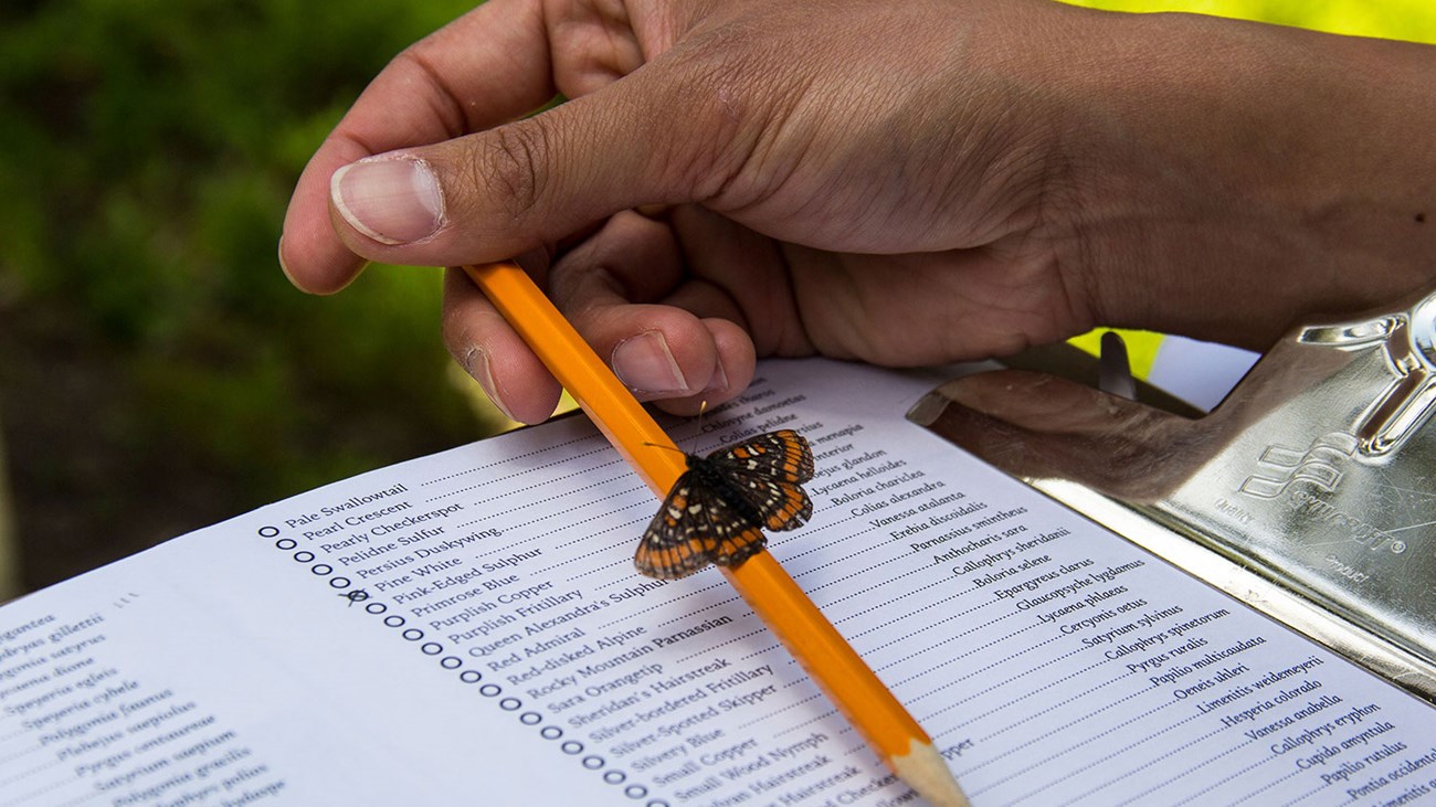 A butterfly lands on a field researcher's pencil.