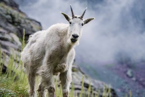 A mountain goat stares questionably at the camera.