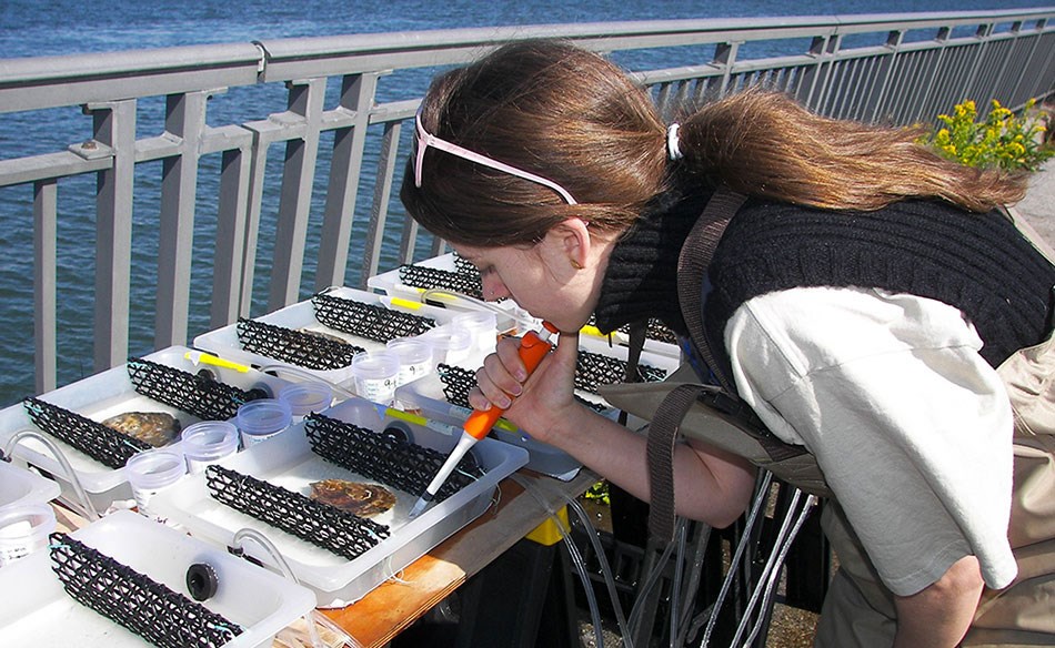 Young woman leans over trays filled with mussels. Young woman leans over trays filled with mussels.