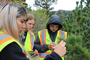 Sudents in safety vests examine the needles of a conifer tree.