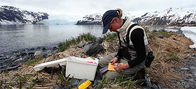 A graduate student conducts shorebird research at Kenai Fjords National Park, Alaska.