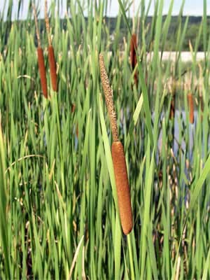 Hybrid cattails in Voyageurs National Park. Hybrid cattails in Voyageurs National Park.