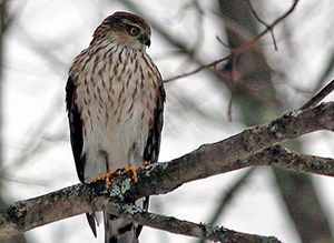 Small hawk with brownish-orange, vertical streaks against a white breast sits on a tree branch.