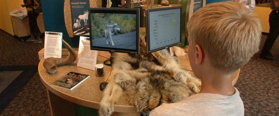 a boy reads information about wolves on a computer screen