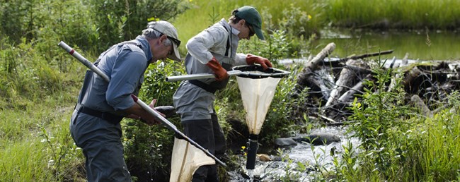Researchers in Alaska Researchers net aquatic macroinvertebrates in Horseshoe Lake, Denali National Park and Preserve