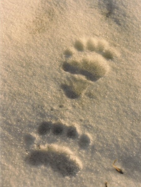 Two grizzly bear tracks in the snow.