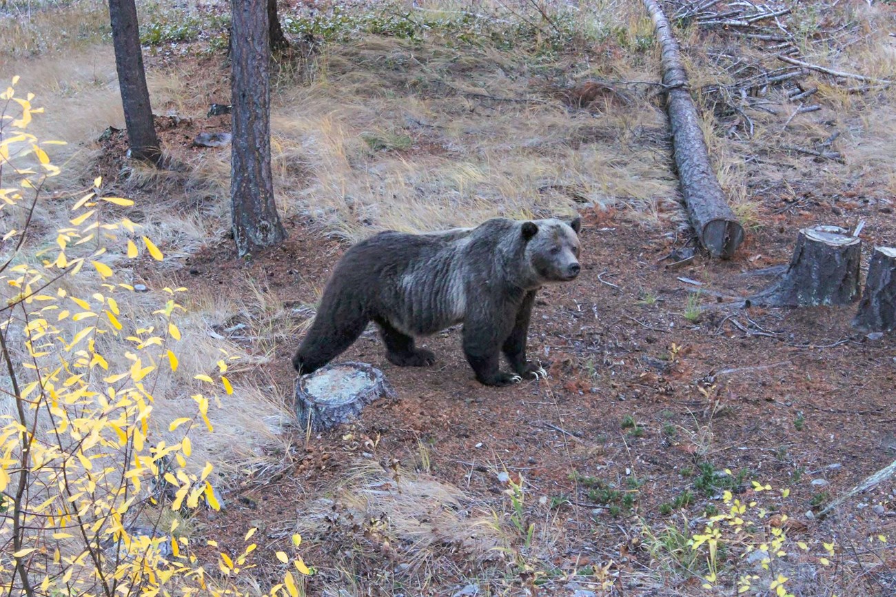 Grizzly bear standing in a forest, with characteristic shoulder hump and long, curved claws visible.