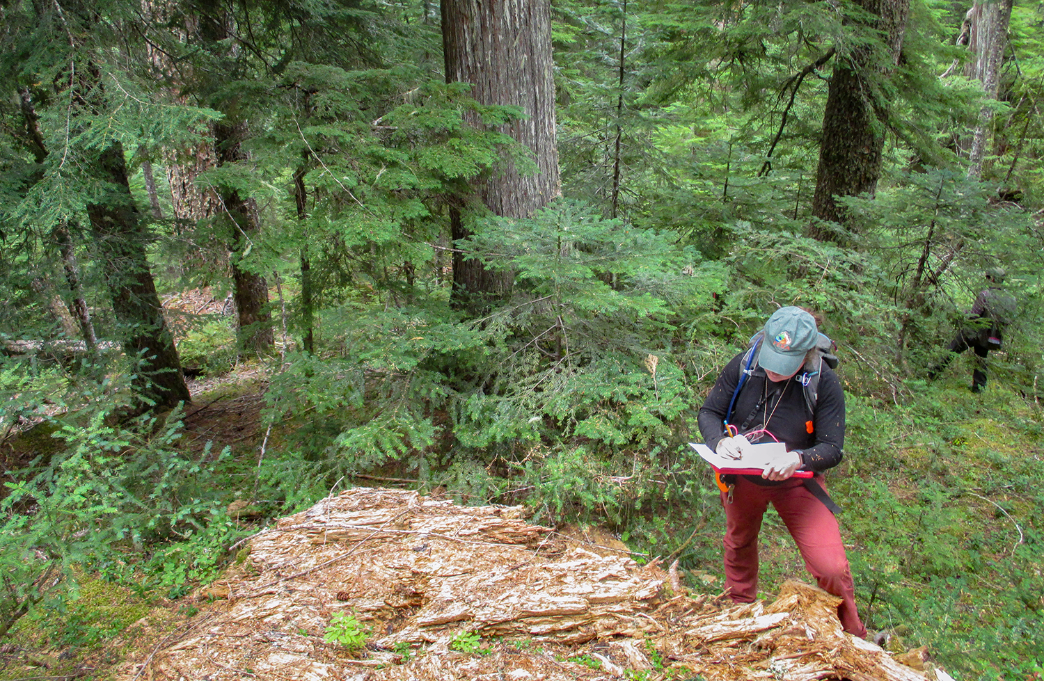 Woman in field clothes and ball cap stands in a forest writing on a clipboard