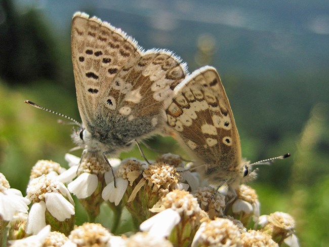 Two arctic blue butterflies mating on top of a flower