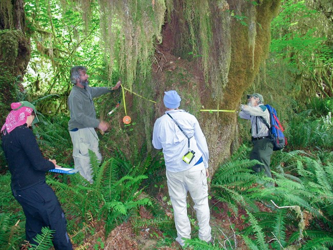 Four researchers stand around a very large tree in a forest. Two holding a yellow measuring tape to measure the tree circumference, and one takes notes on a clipboard. Large ferns grow around the base of the tree and lichens hang from above.