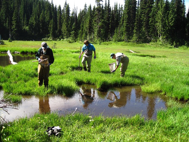 Three volunteers look in the water at a mountain lake.