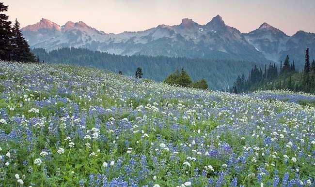 Meadow Meadow full of flowers, with mountains towering in the background