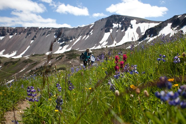 Hillside covered in brightly colored wildflowers