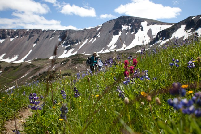 North Coast and Cascades National Park flowers Hillside covered in brightly colored wildflowers