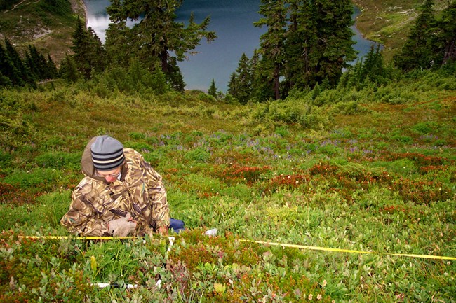Vegetation research Researcher identifying vegetation high above a lake in Olympic National Park