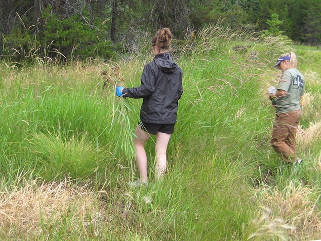 Two people pulling grass about as tall as they are