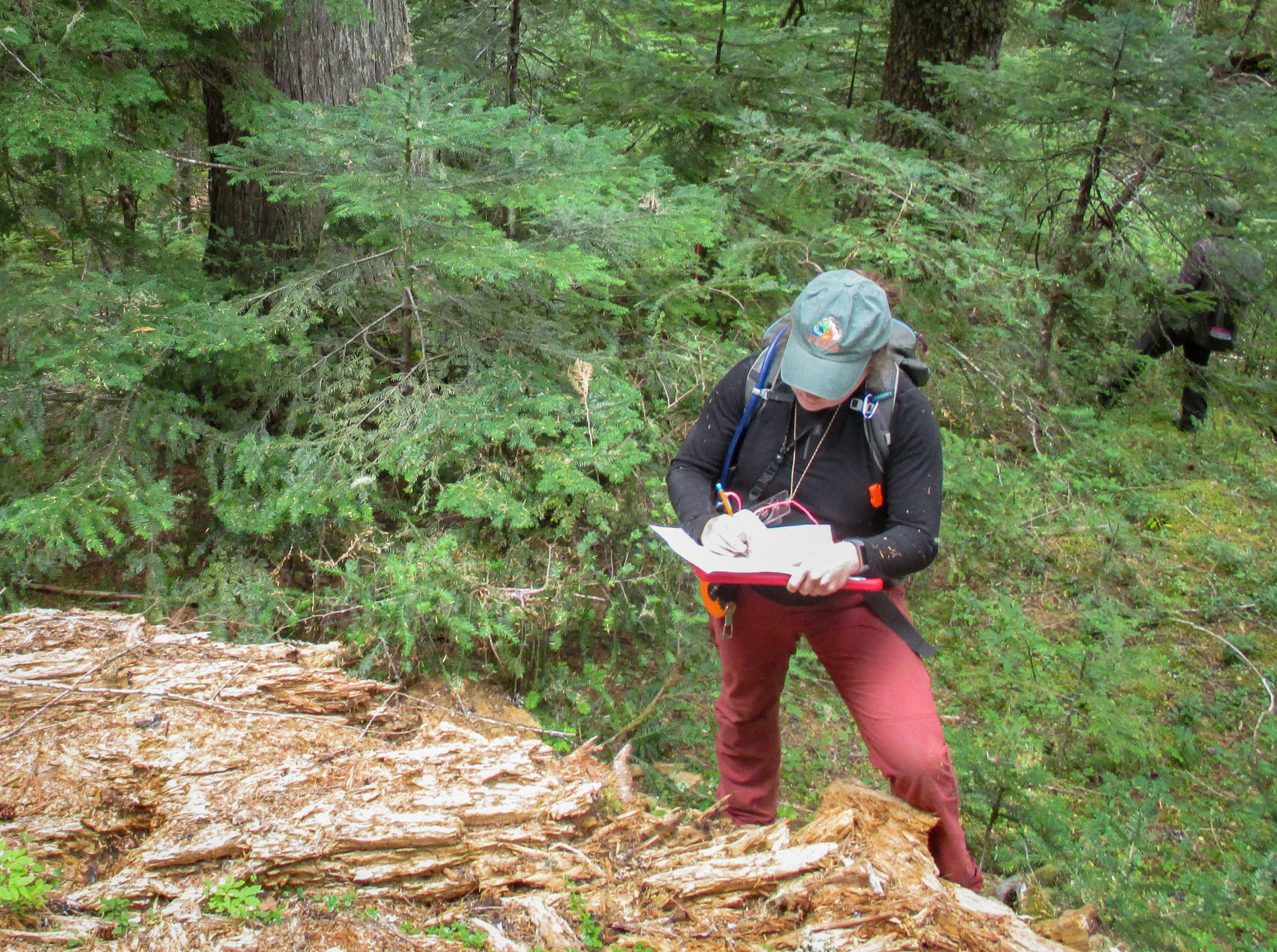 lt= Woman in field clothes and ball cap stands in a forest writing on a clipboard